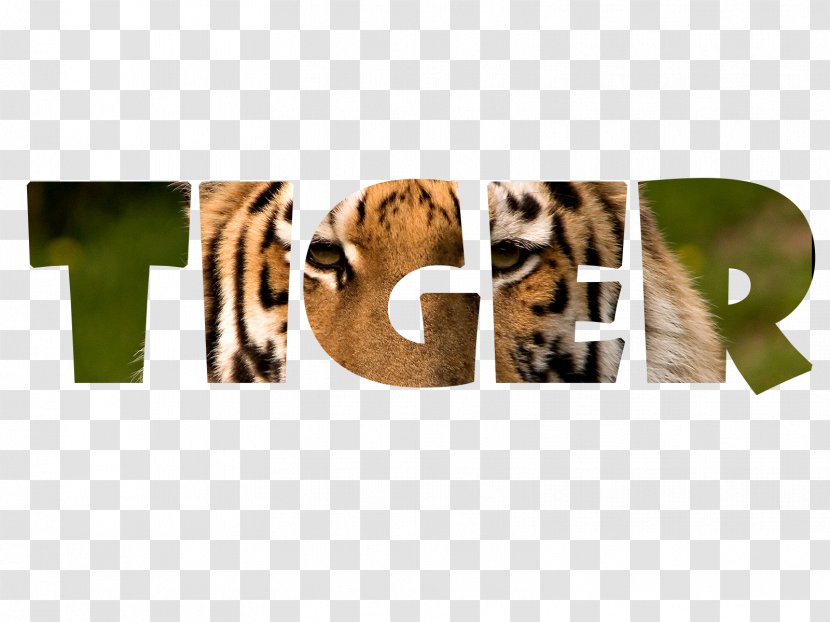Bengal Tiger Word Jaguar Text Tigerfell - Search - Wit Clipart Transparent PNG