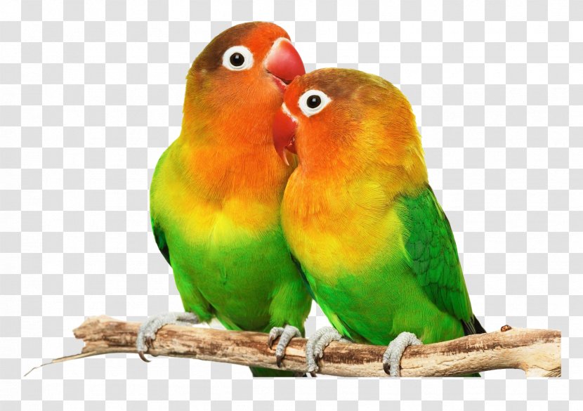 Bird Parrot Budgerigar Cockatiel - Fischer S Lovebird Transparent PNG