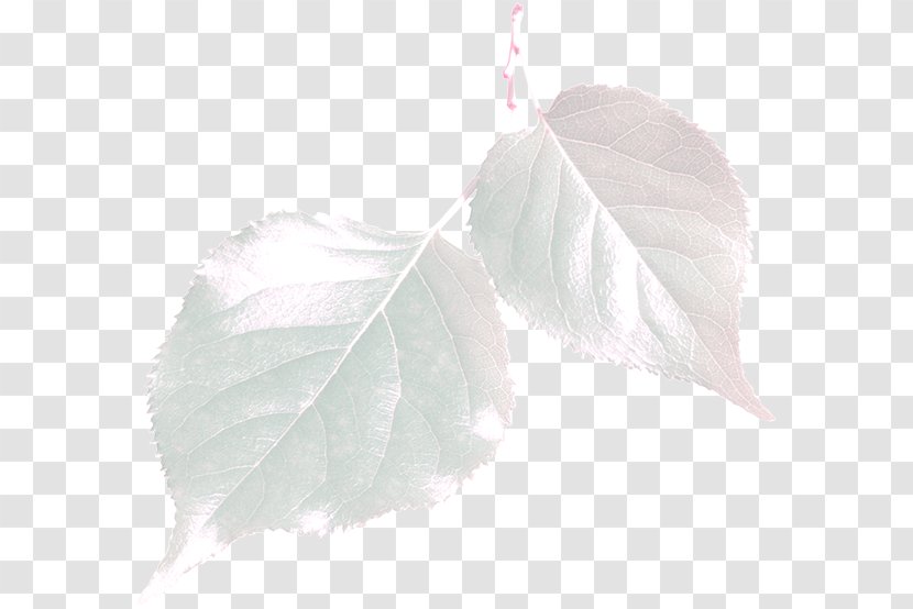 Leaf - Winter Leaves Picture Material Transparent PNG