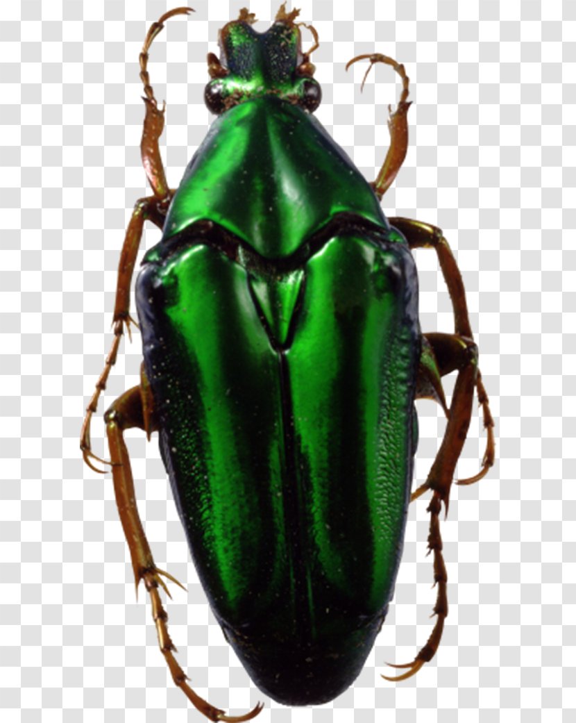 Insect Clip Art - Green Beetle Transparent PNG