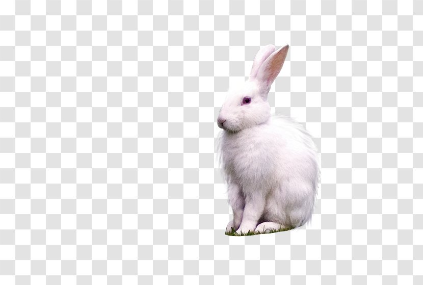 Domestic Rabbit Hare Whiskers - Rabits And Hares - Fauna Transparent PNG