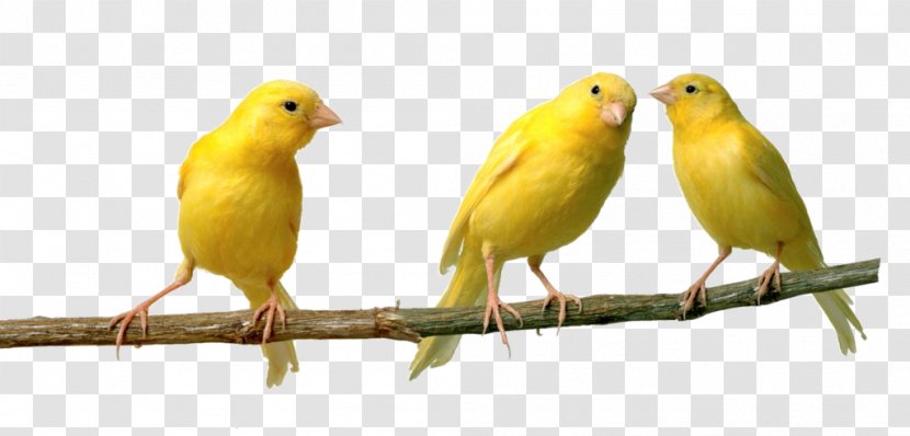 Red Factor Canary Bird Vocalization Spanish Timbrado Finch - Coal Mining Transparent PNG