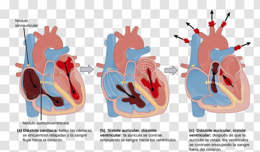 The Mammalian Heart Cardiac Cycle Anatomy Circulatory System Transparent PNG