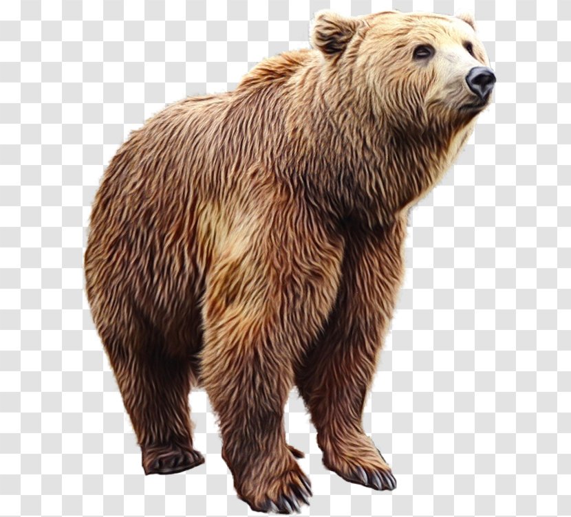 Teddy Bear Cartoon - Brown - Wildlife Kodiak Transparent PNG