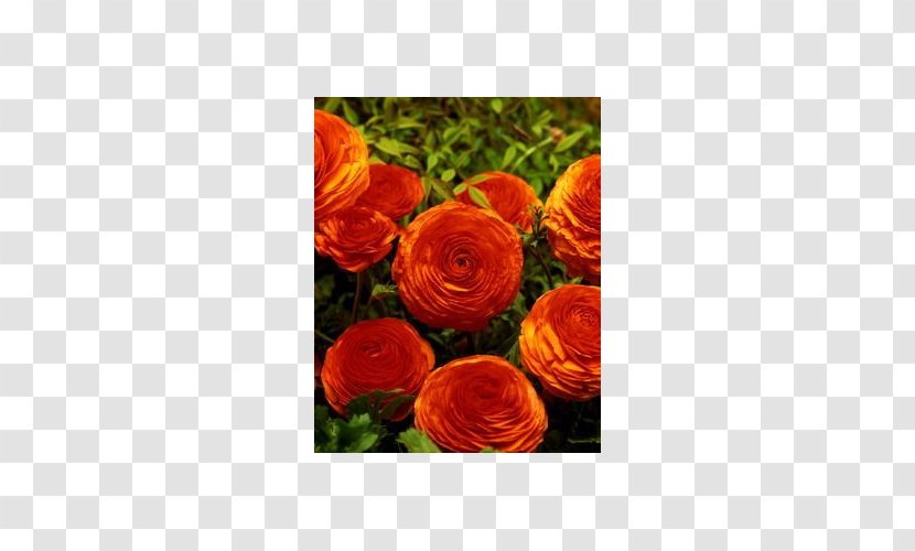 Garden Roses Ranunculus Asiaticus Bulb Cut Flowers - Orange Transparent PNG