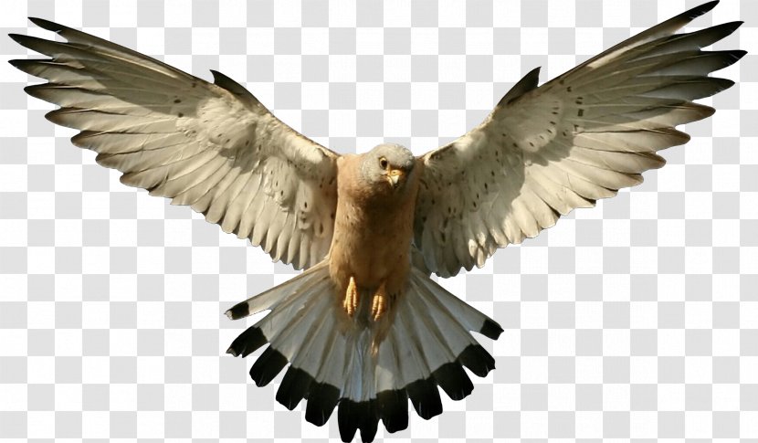 Feather - Falconiformes - Wildlife Eagle Transparent PNG