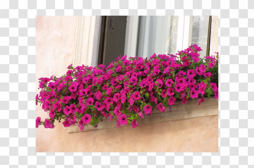 Window Box Floral Design Flowerpot - Flowering Plant Transparent PNG