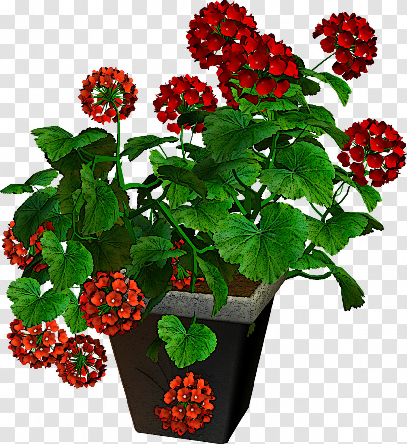 Flower Plant Guelder Rose Berry Loganberry Transparent PNG