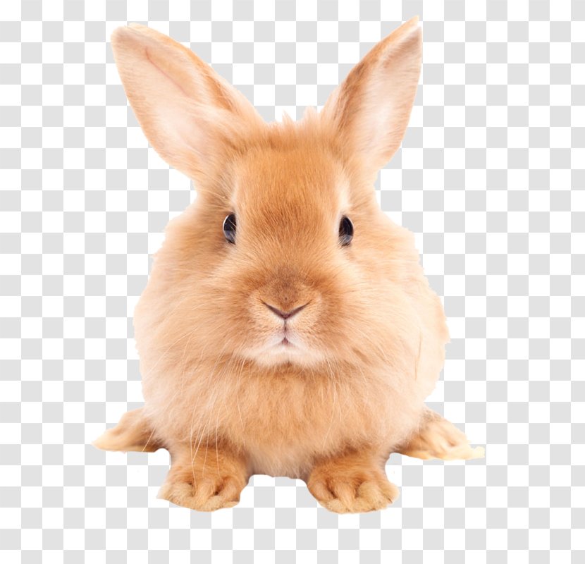 Easter Bunny Hare Domestic Rabbit - Cute Little Transparent PNG