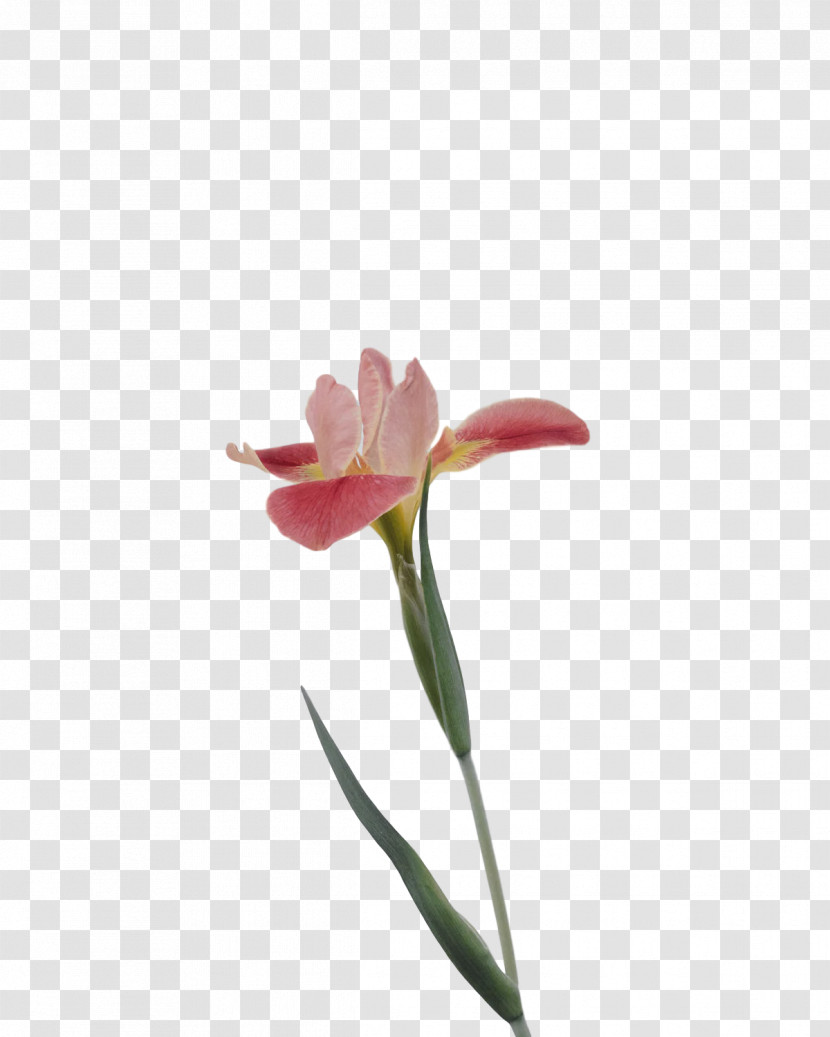 Flower Cut Flowers Petal Tulip Tulip Bouquet Transparent PNG