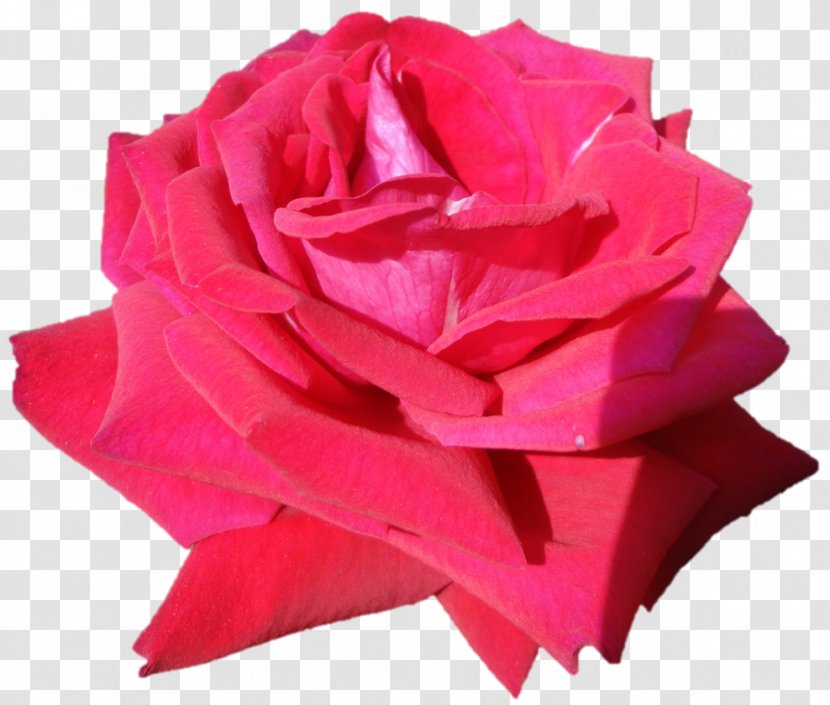 Garden Roses Cabbage Rose Cut Flowers Plant - Belur Math Transparent PNG
