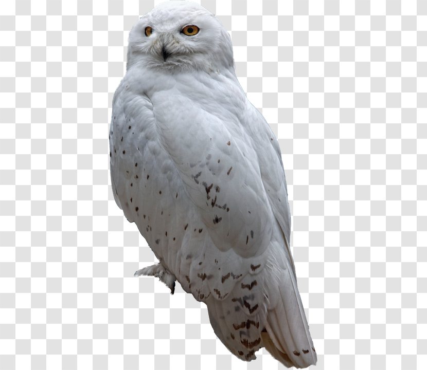 Snowy Owl Bird Of Prey - Art Transparent PNG