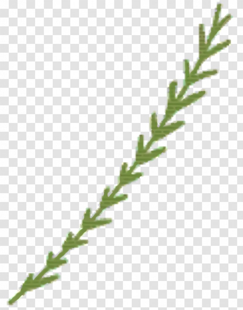 River Cartoon - American Larch - Herbaceous Plant Juniper Transparent PNG