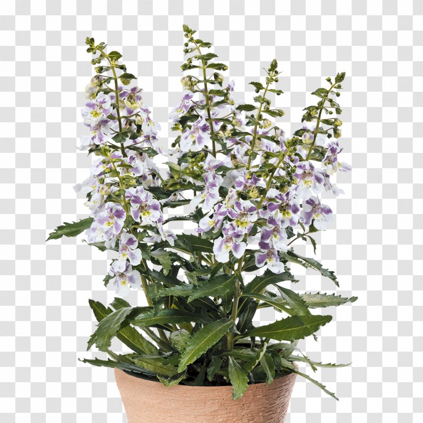 Common Sage Hyssopus Catnips Flowerpot Flowering Plant - Balkon Transparent PNG