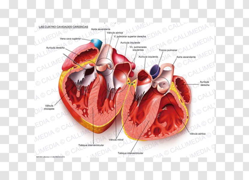 Heart Body Cavity Circulatory System Anatomy Cardiovascular Disease - Cartoon Transparent PNG