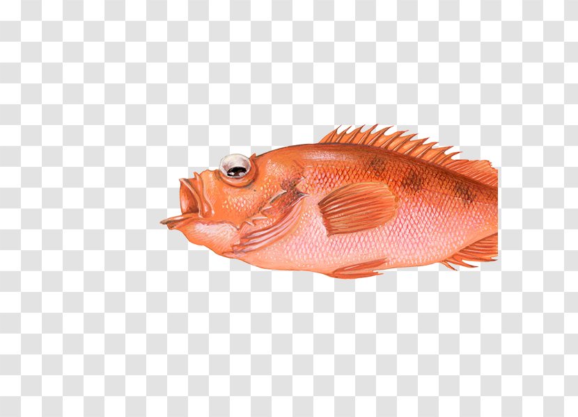 Northern Red Snapper Rose Fish Fishing Redfish - Salmo Transparent PNG