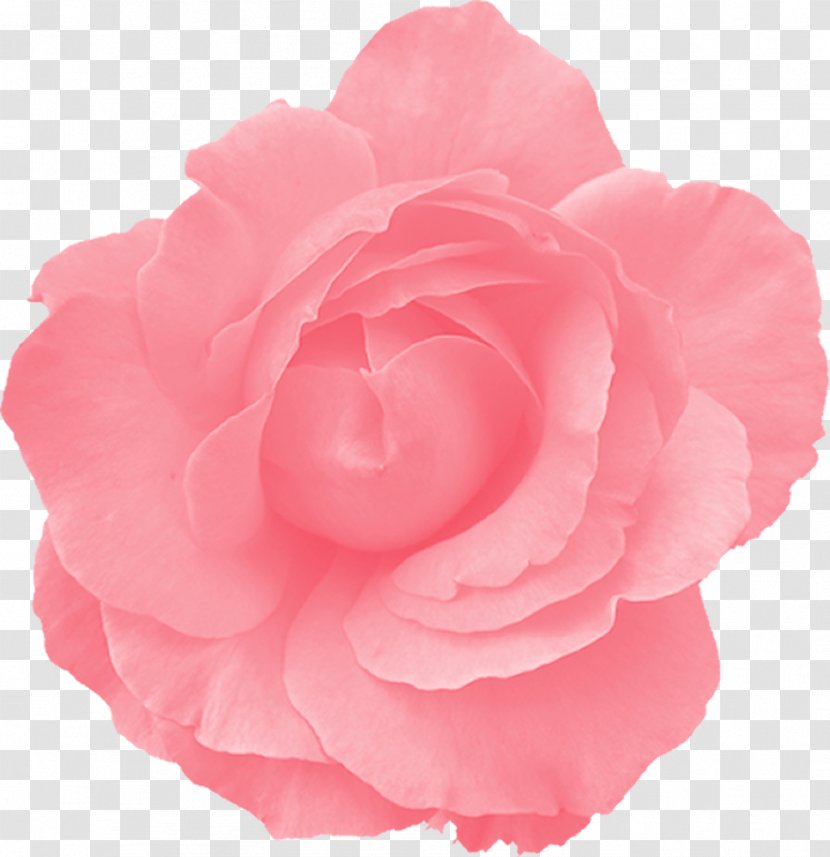 Clip Art Rose Pink Flowers - Garden Roses - Jessica Transparent PNG