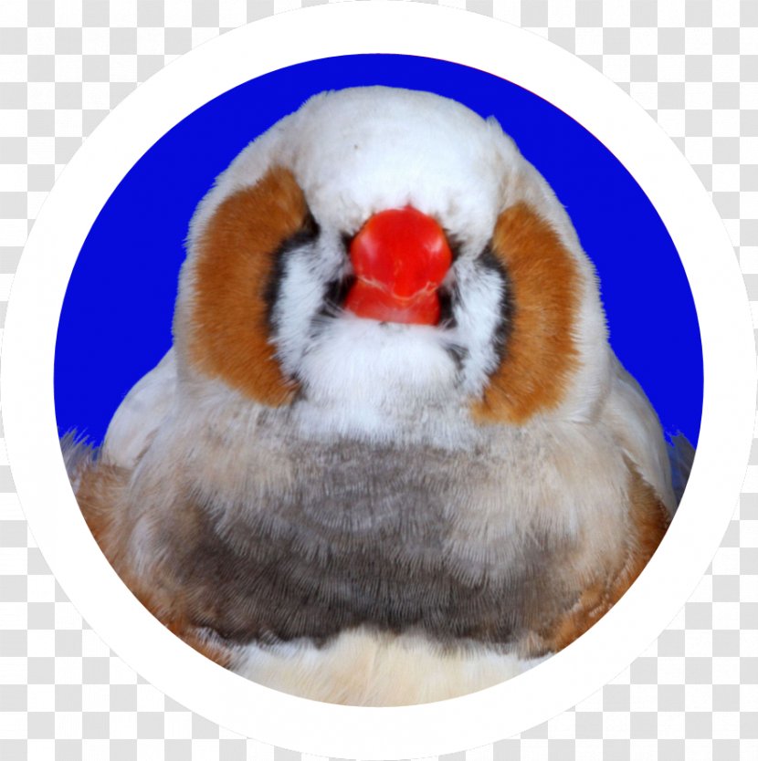 Zebra Finch Finches Bird Vocalization Beak - Male Transparent PNG