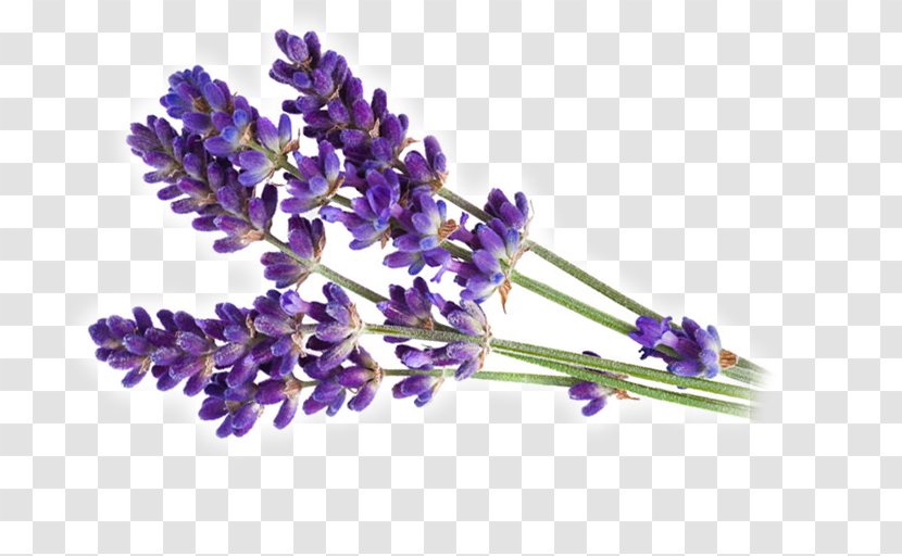 English Lavender Oil Parfumerie Clip Art - Herb Transparent PNG