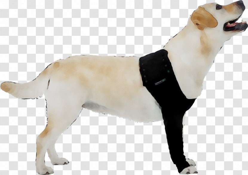 Labrador Retriever Dog Breed Companion Gun - Sporting Group Transparent PNG