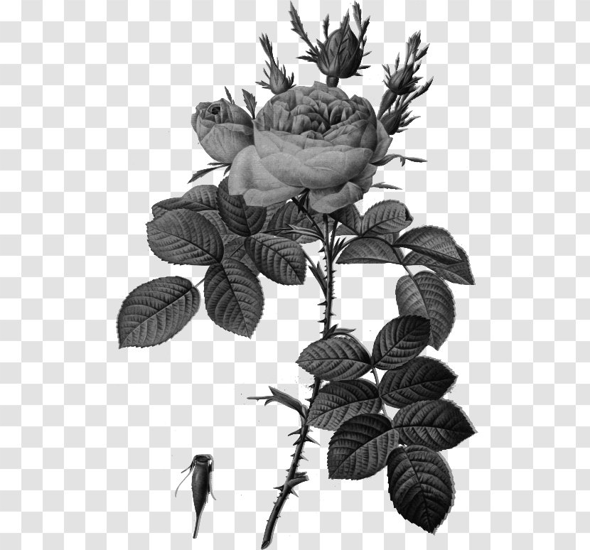 Les Roses バラ図譜 Botanical Illustration Botany - Cabbage Rose - Flower Transparent PNG
