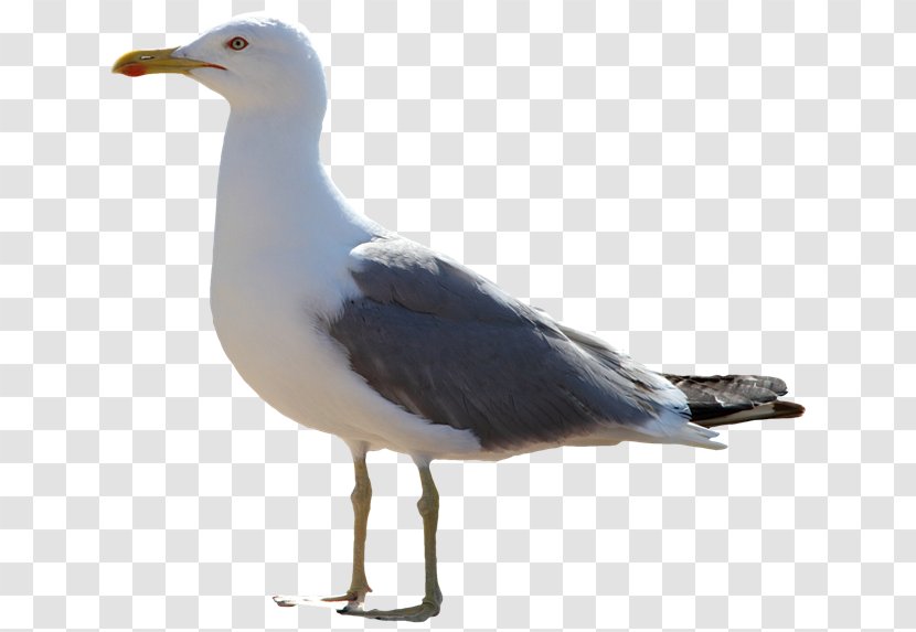 The Seagull Icon - Bird - Gull Transparent PNG