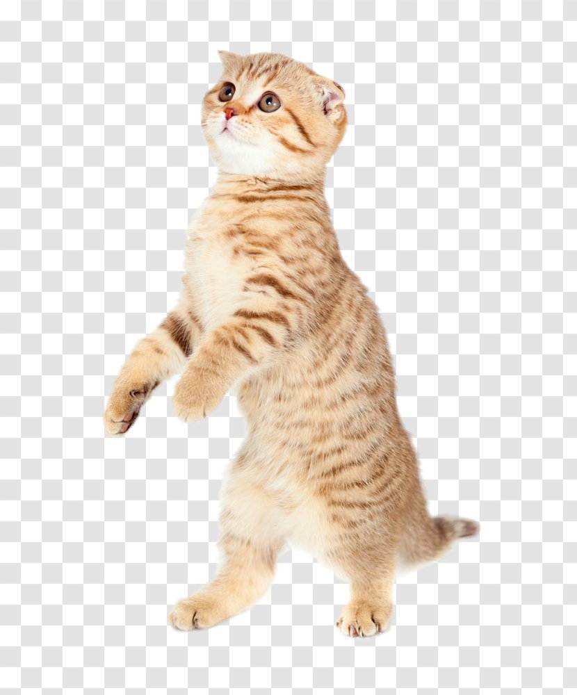 Cat Kitten Dog Puppy Mouse - Pixie Bob - Standing Transparent PNG