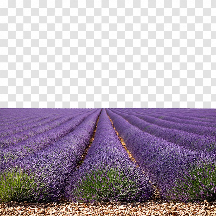 U85b0u8863u8349u56ed - Plant - Lavender Feild Australia GojiLand Sand Flowers Creative Transparent PNG