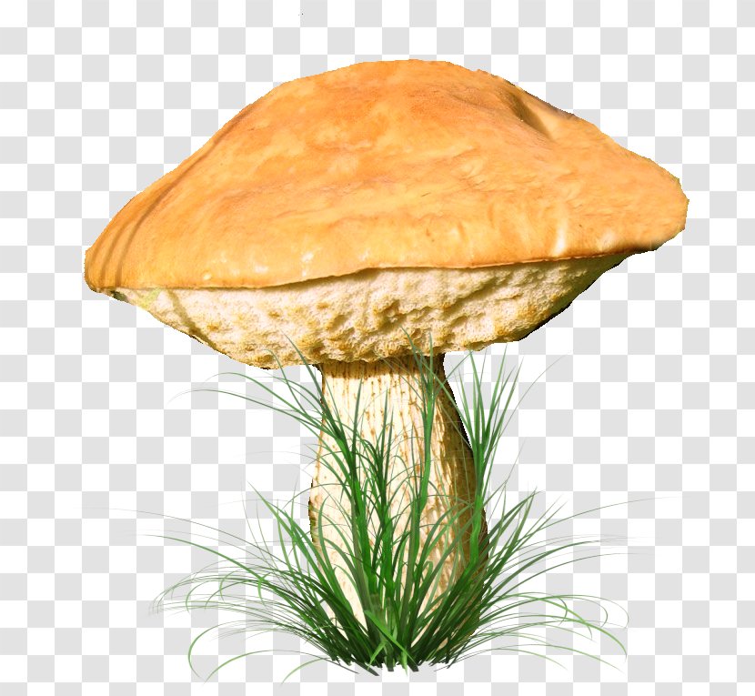 Fungus Clip Art Edible Mushroom Transparent PNG