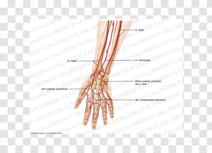 Thumb Artery Forearm Hand Human Anatomy - Cartoon Transparent PNG