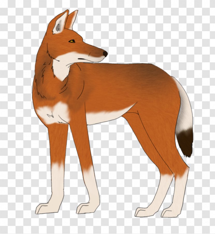 Red Fox Dog Ethiopian Wolf Drawing Transparent PNG