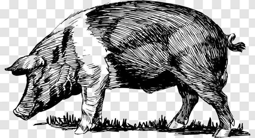 Domestic Pig Peccary Bacon Snout Clip Art - Sketch Transparent PNG