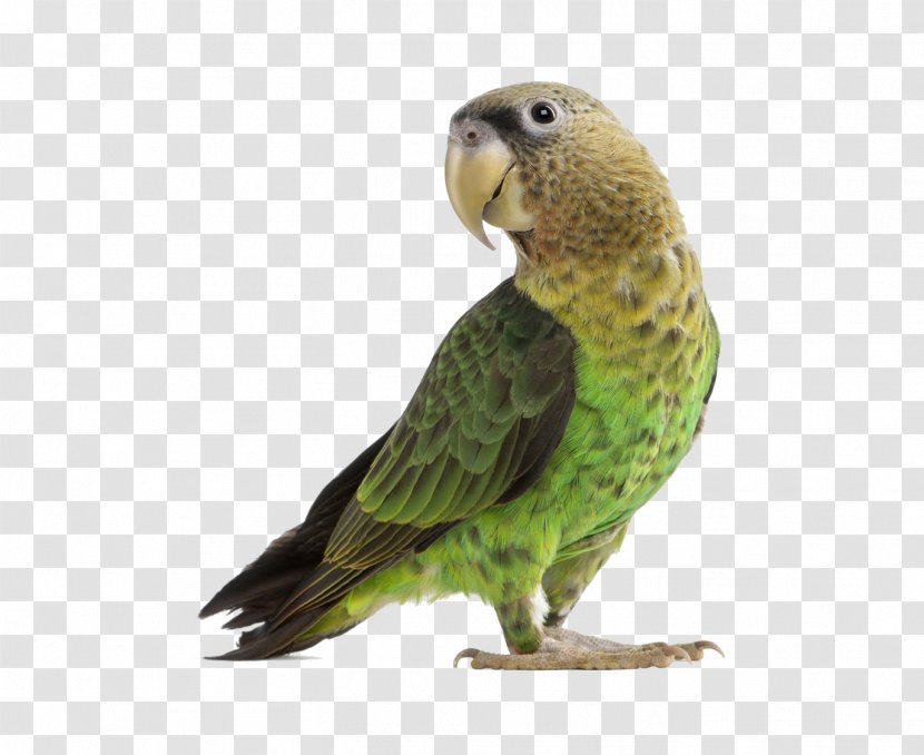 Parrot Budgerigar Cockatiel Lovebird - Perico Transparent PNG