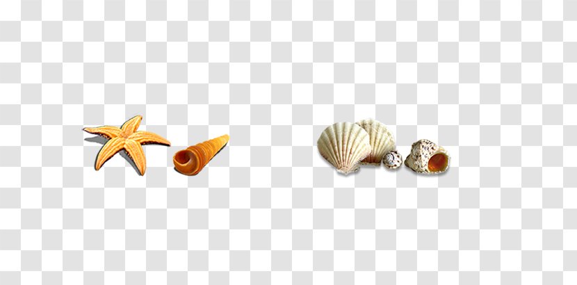 Seashell Download Icon - Search Engine - Shell Transparent PNG
