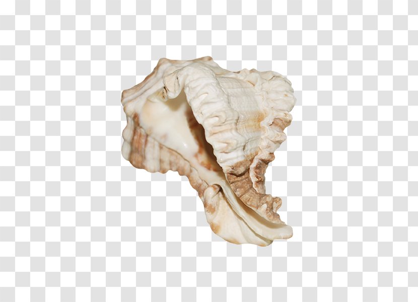 Conch Seashell - Jaw Transparent PNG