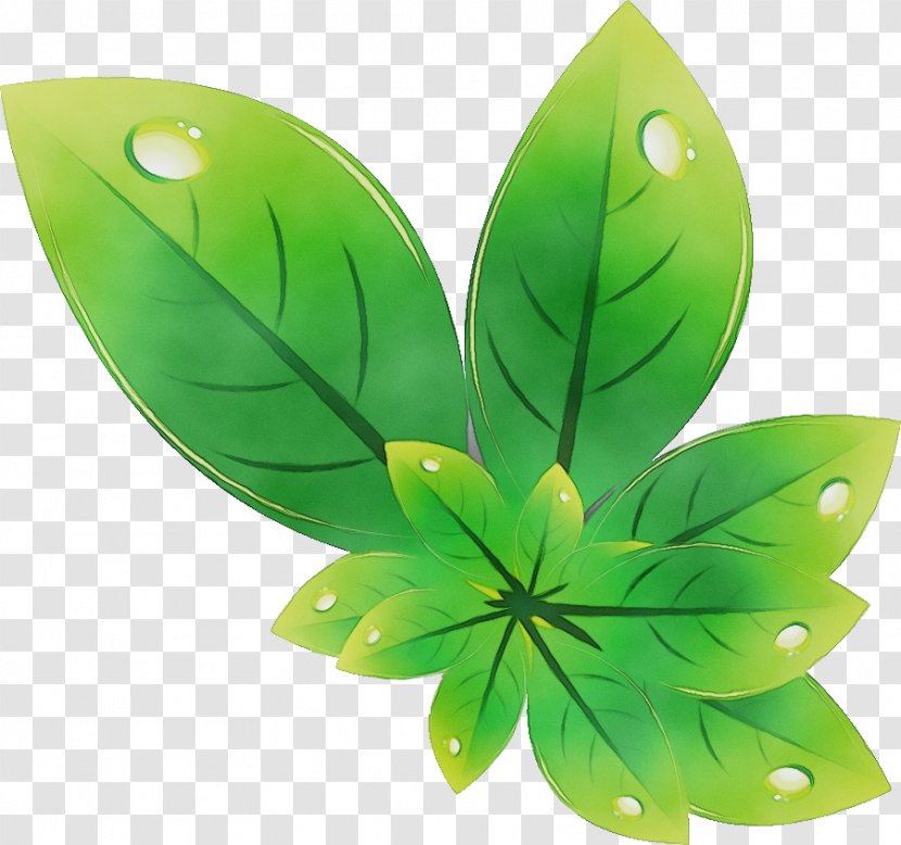 Green Leaf Plant Grass Petal - Flower Transparent PNG