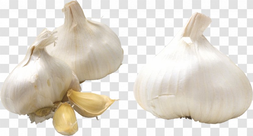 Garlic Gachas Clip Art Transparent PNG