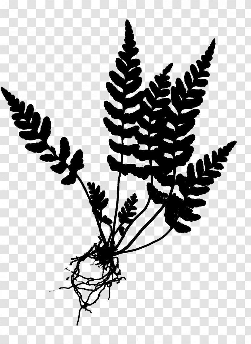 How To Know The Ferns Equisetum Botanical Illustration Drawing - Plant Stem - Fern Transparent PNG