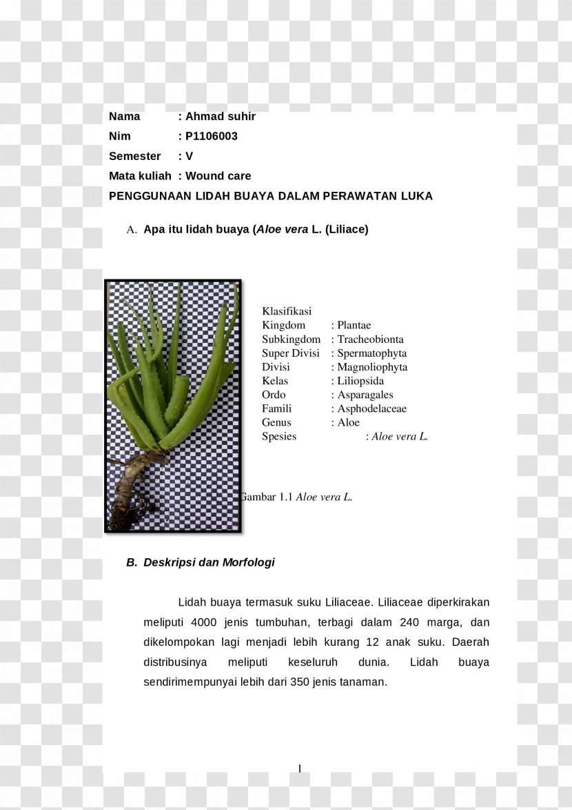 Grasses Brochure - Organism - Design Transparent PNG