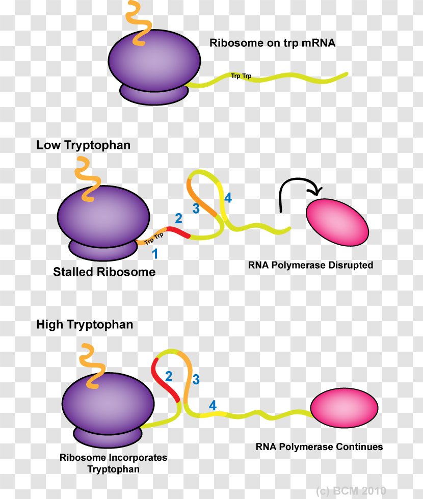 Trp Operon Attenuator RNA Polymerase Stem-loop - Operator - Repressor Transparent PNG