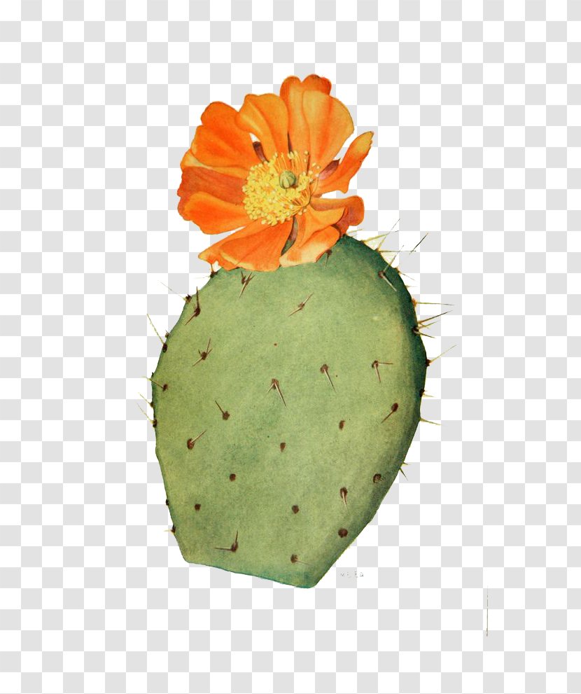 Cactaceae Drawing Flower Prickly Pear Illustration - Botanical - Watercolor Cactus Transparent PNG