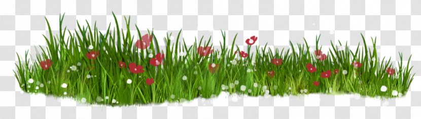Flower Lawn Grasses - Garden Transparent PNG