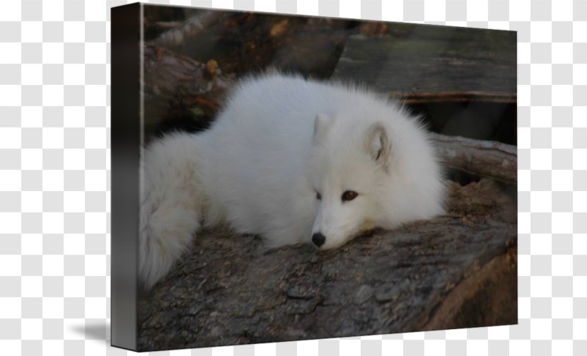 Arctic Fox Canadian Eskimo Dog American Breed Transparent PNG