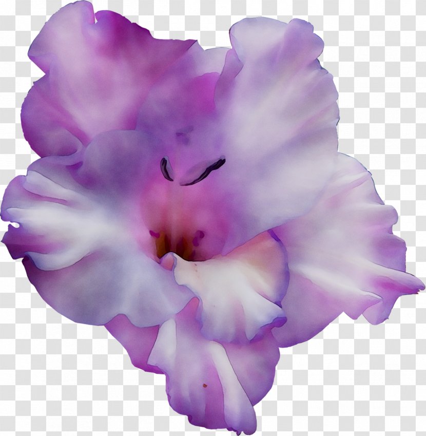 Gladiolus Cattleya Orchids Moth IPhone XR - Lilac Transparent PNG