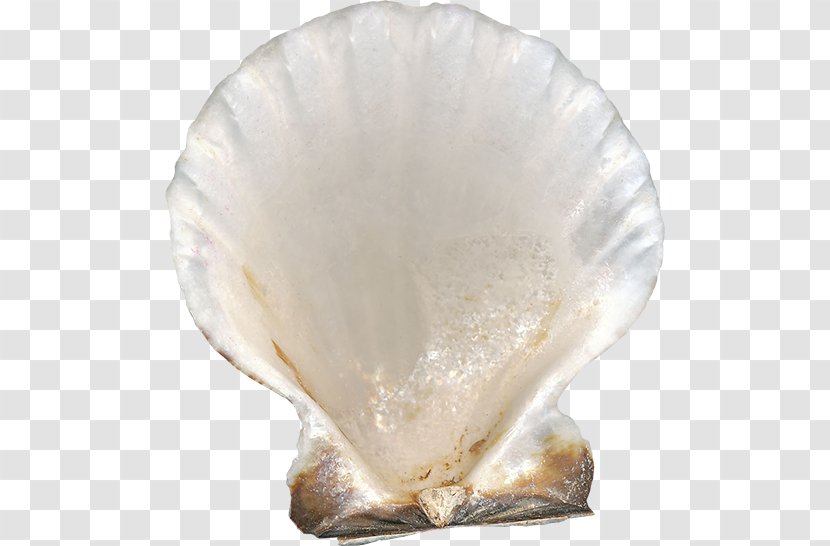 Clam Mussel - Shankha - Shell Transparent PNG