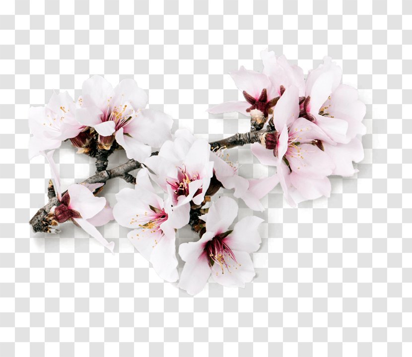 Almond Milk Blossoms Flower - Branch Transparent PNG