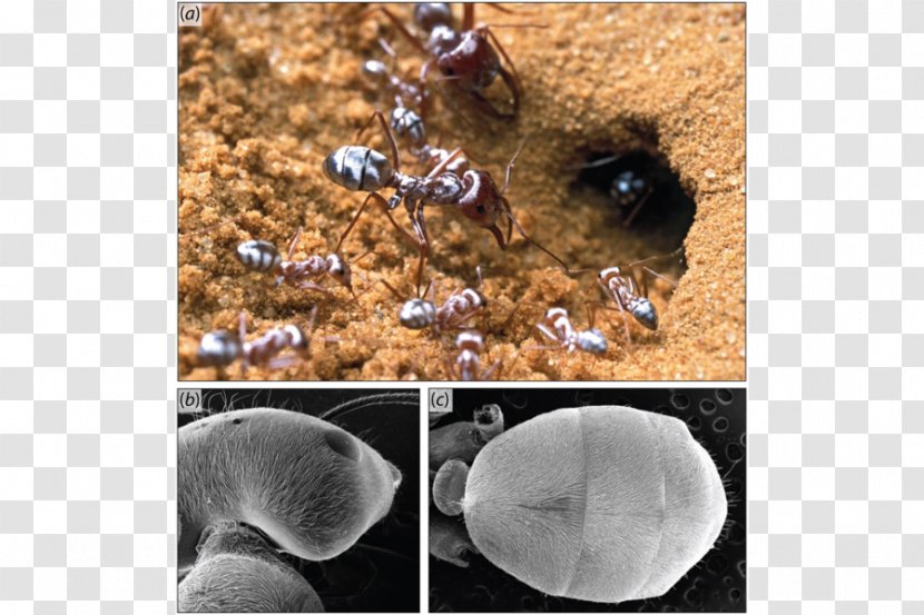 Sahara Cataglyphis Bombycina Dorylus Ant Colony Desert - Invertebrate Transparent PNG
