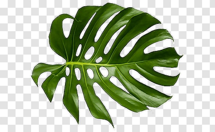 Computer Software Leaf Multimedia Fusion - Peekyou - Tropical Transparent PNG