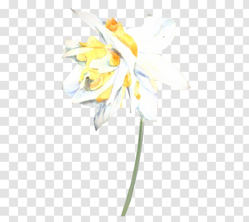 Floral Spring Flowers - Wildflower - Iris Transparent PNG