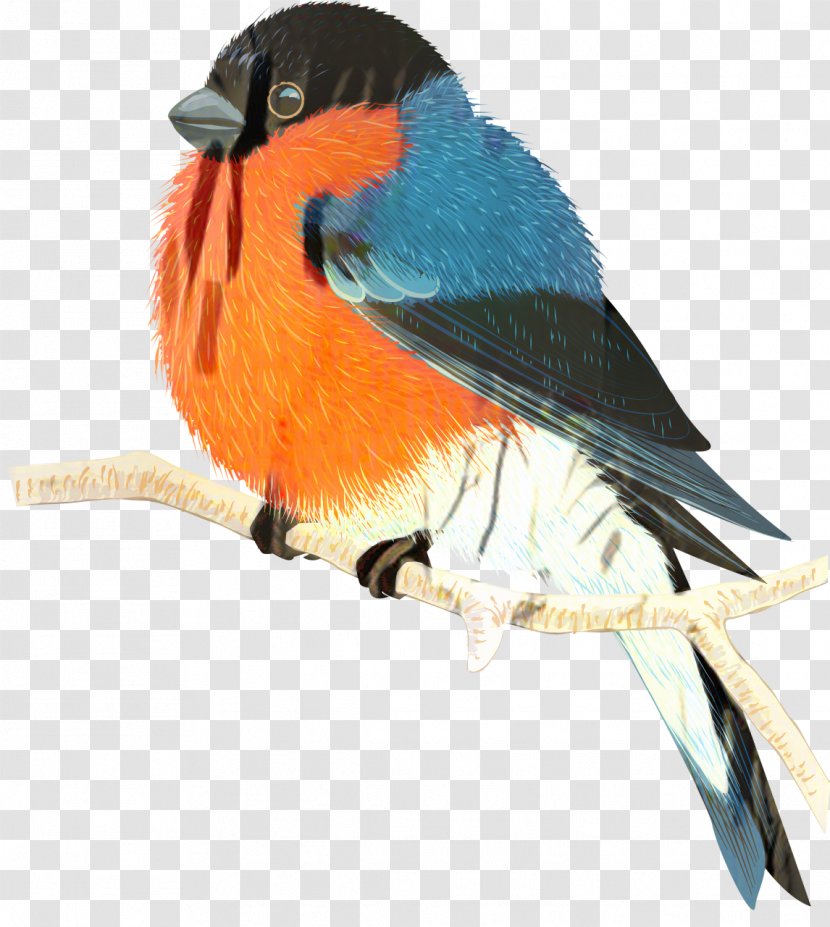 Bird Cartoon - Coraciiformes - Lazuli Bunting Songbird Transparent PNG